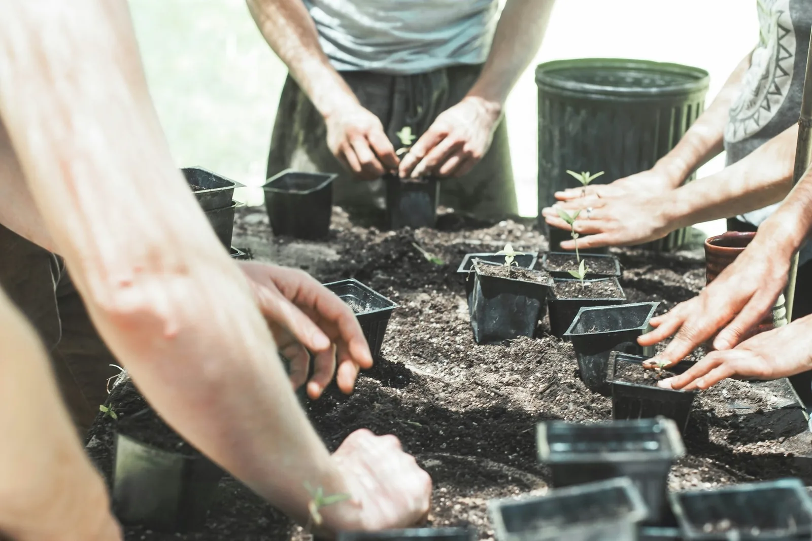 People planting seedlings in pots at a community garden